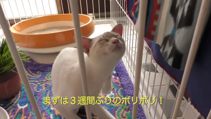 首を掻く猫