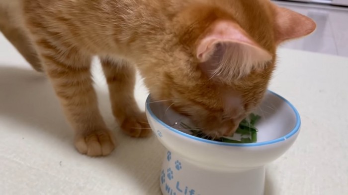 器の中の猫草を食べる猫