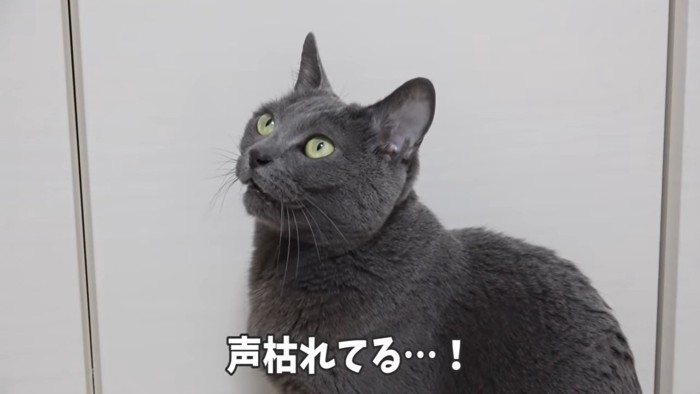 座って鳴く猫