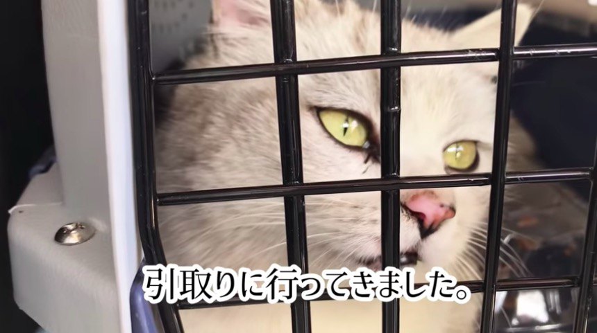 捨てられた猫