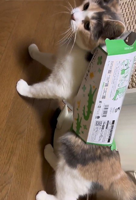 ティッシュ箱を身につけた猫