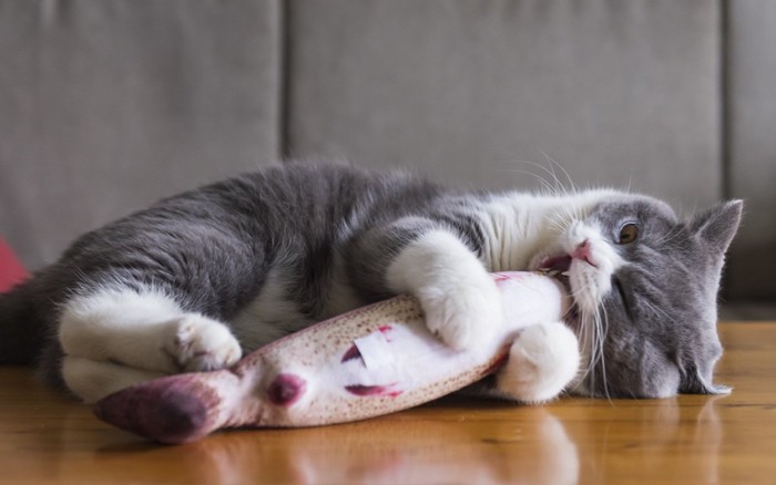 魚のおもちゃで遊ぶ猫