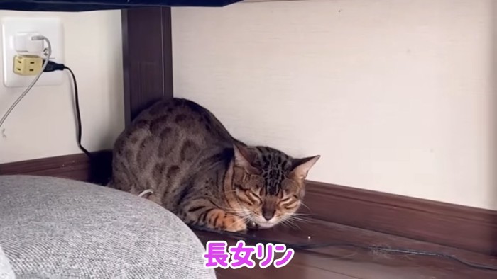 隅っこで固まる猫