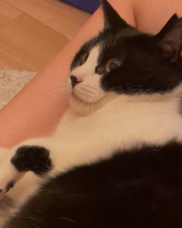 くつろぐ猫