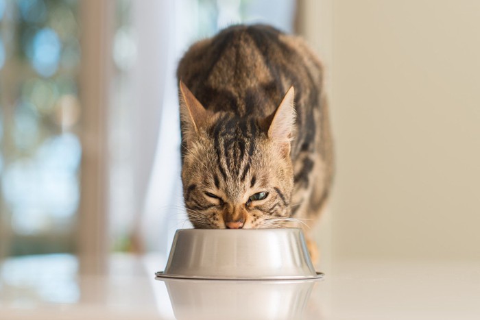 目を細めてごはんを食べる猫