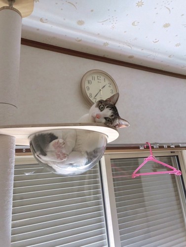 キャットタワーのボウルに入っている猫