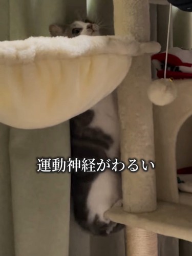 キャットタワーから落ちそうな猫