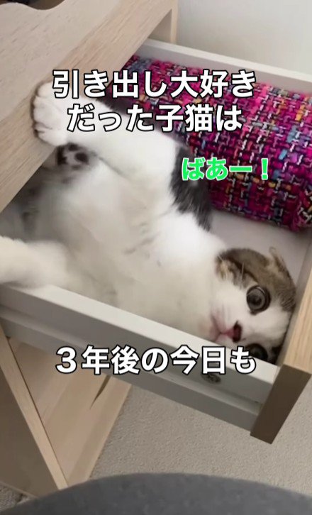 引き出しに入る猫