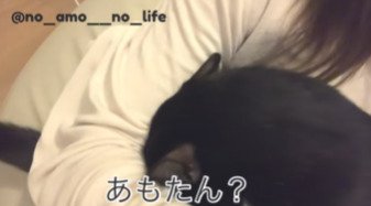 腕の中に顔を隠しているあもちゃん