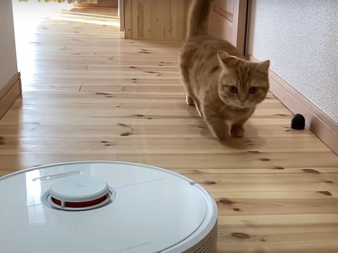 ロボット掃除機を追いかける猫