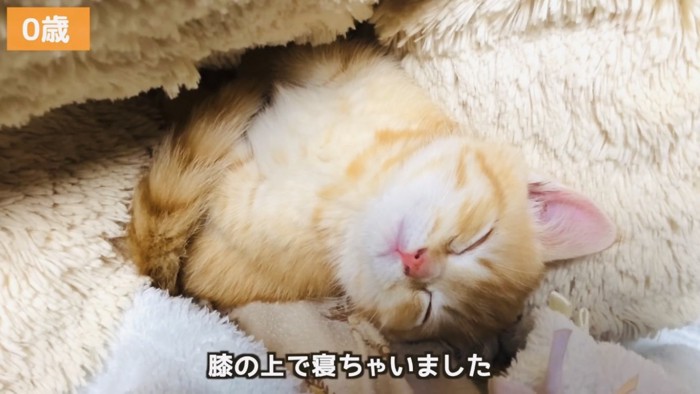 ママの膝で眠る子猫