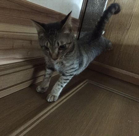 猫がドアに両手を掛けている