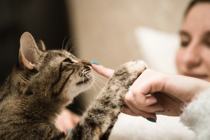 指先を嗅ぐ猫