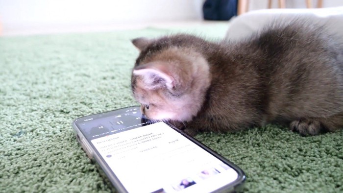 スマホを見る子猫