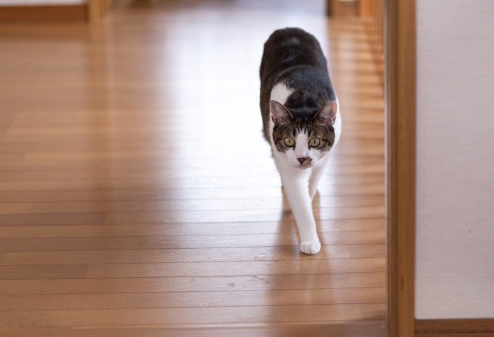 室内を歩くキジトラ猫