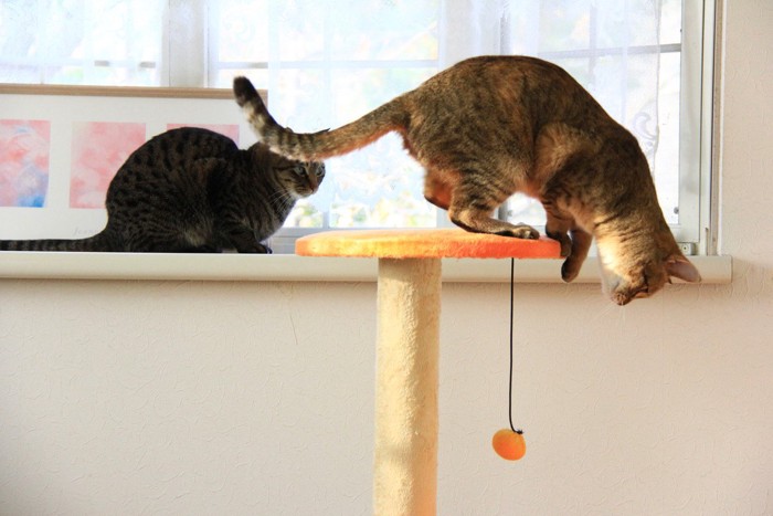 キャットタワーで遊ぶ猫