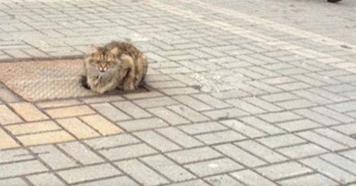 マンホールの上でこちらを向いている猫