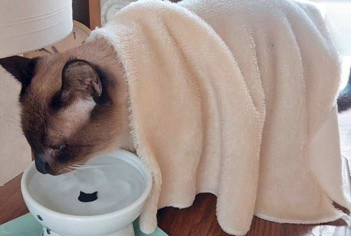 水を飲む猫（アップ）