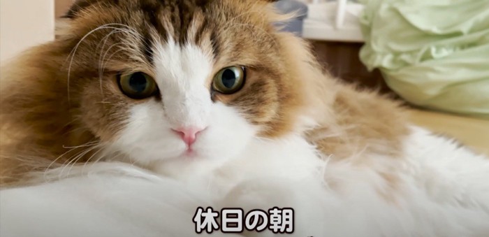 画面にアップでカメラ目線の猫