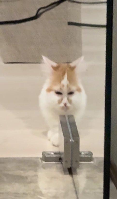 ガラス戸に顔の半分が反射している猫(アップ目が近い)