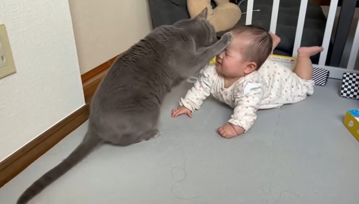 猫パンチをするぺぺくん