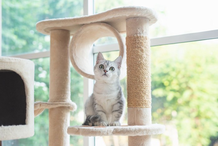 キャットタワーに登る猫
