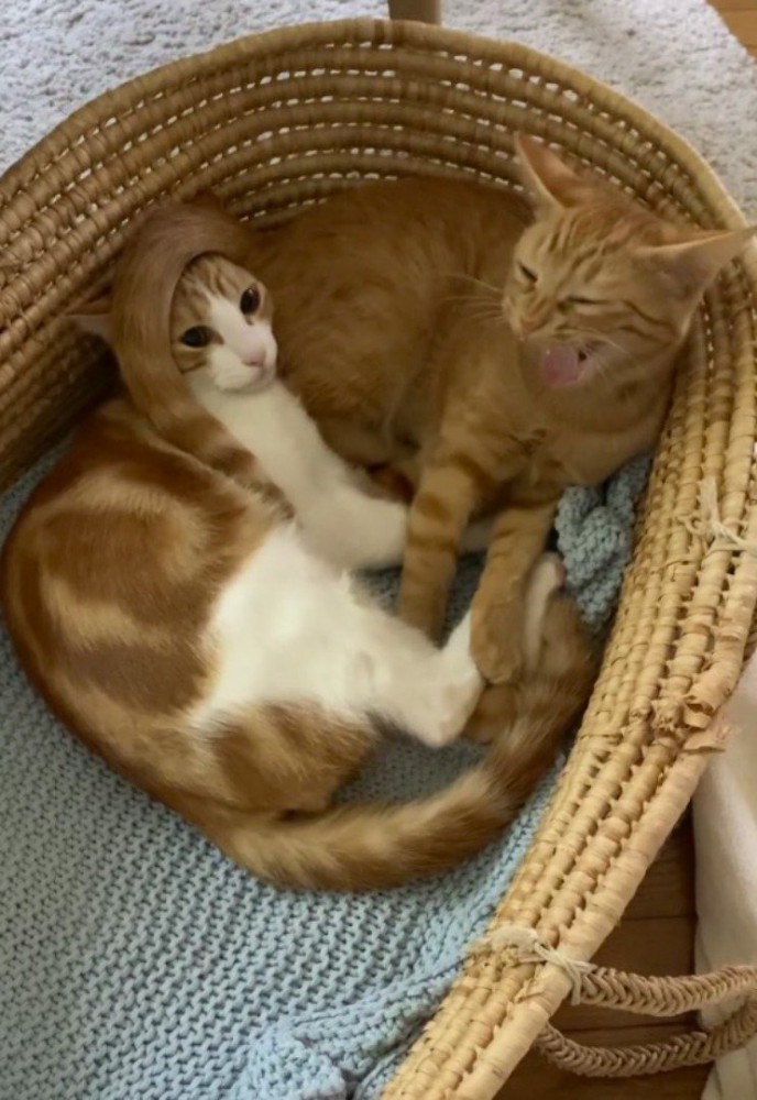 カゴの中でくっついている2頭の猫