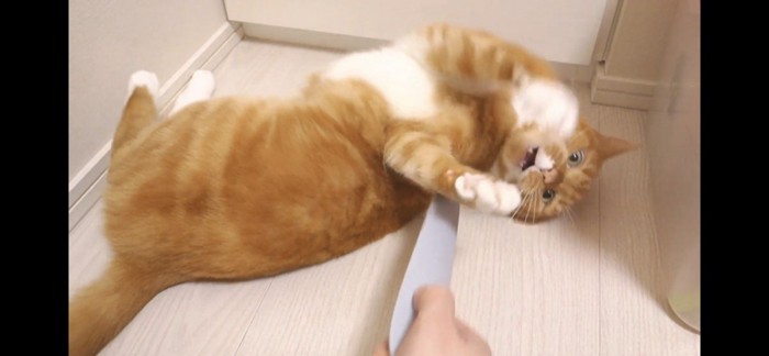 転がって拒否する猫