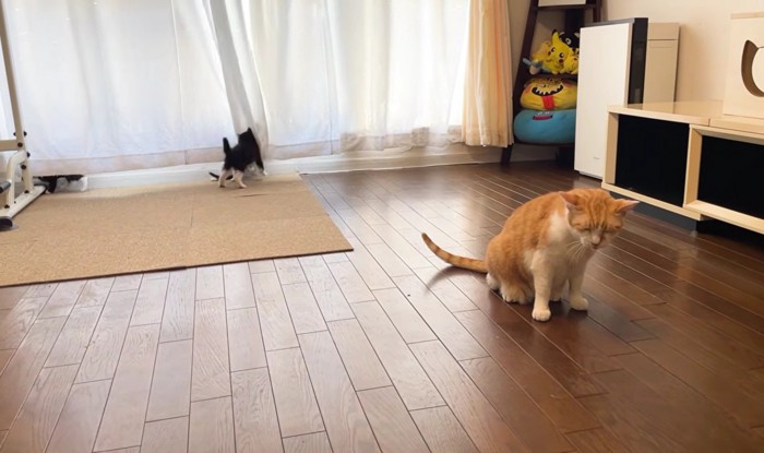 目を閉じている茶トラ猫とカーテンに隠れて遊ぶ3匹の子猫