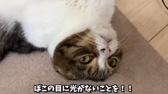 寝転がる猫のアップ