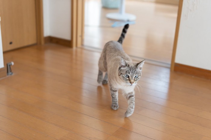 部屋のフローリングを歩く猫