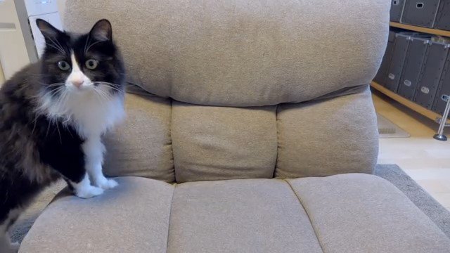 ソファに前足をかける猫