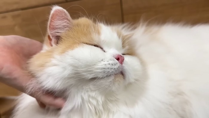 撫でてもらうレモンさん