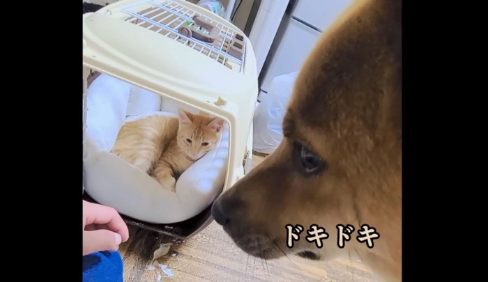 子猫に対して緊張するハチちゃん