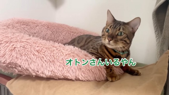 緑色の首輪の猫