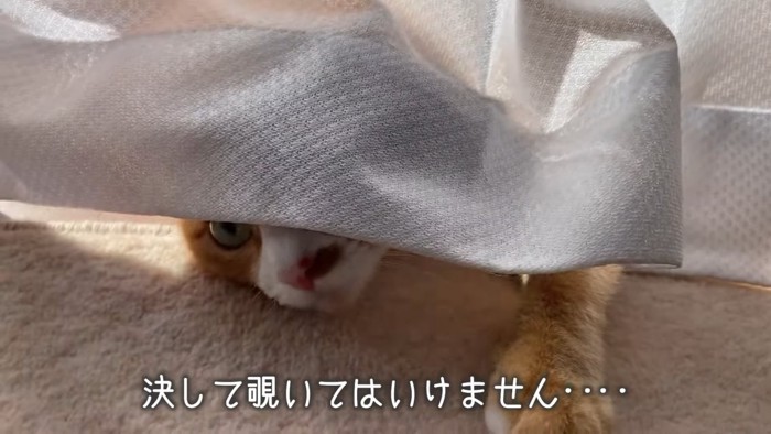 カーテンの裏にいる猫