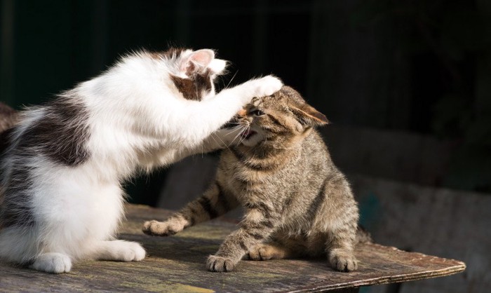 ケンカをしている二匹の猫