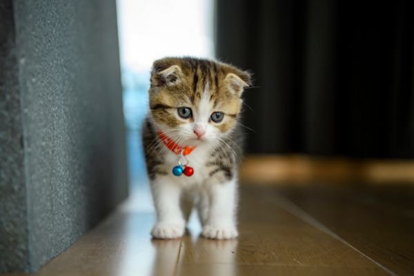 首輪をつけた子猫