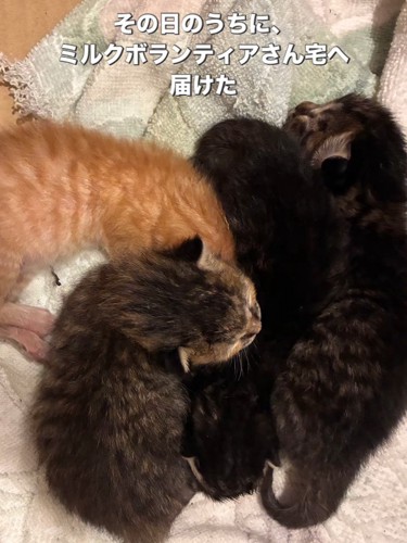 くっつく子猫たち
