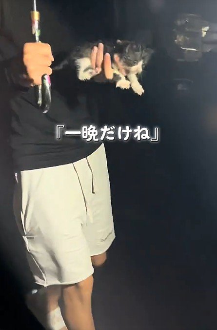片手にのった子猫