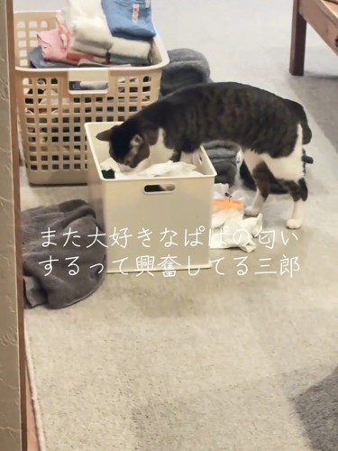 ケースの中を見る猫