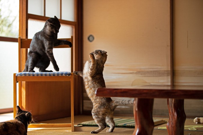 椅子の上の猫と立ち上がる猫