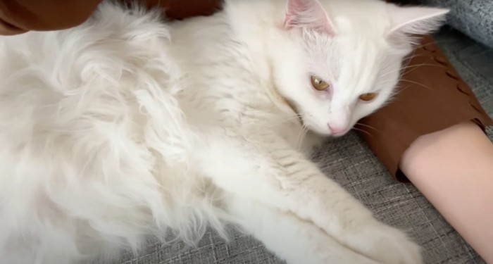 寝そべる猫
