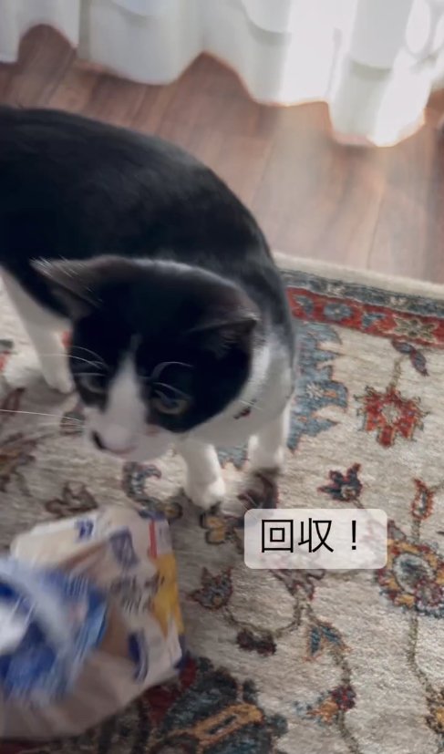 食パンを見つめている猫のアップ「回収!」