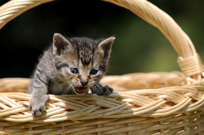 かごから出ようとする子猫