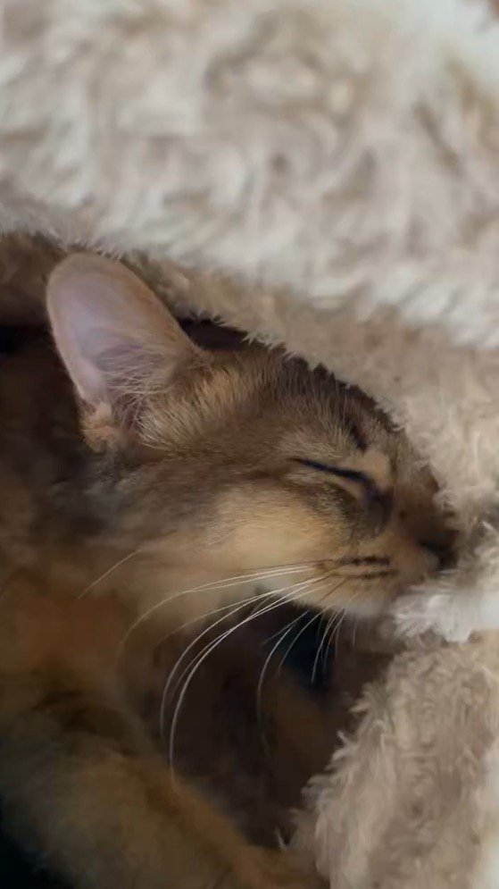 飼い主が着ている着る毛布の中に入っている猫