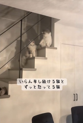 怒る猫