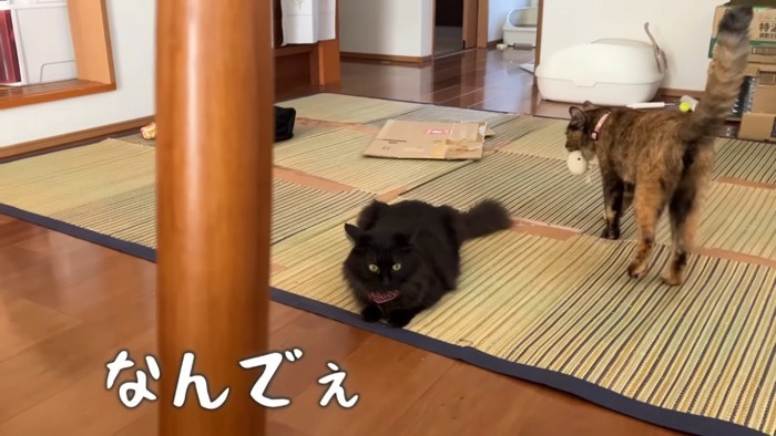 見るサビ猫と見られる黒猫