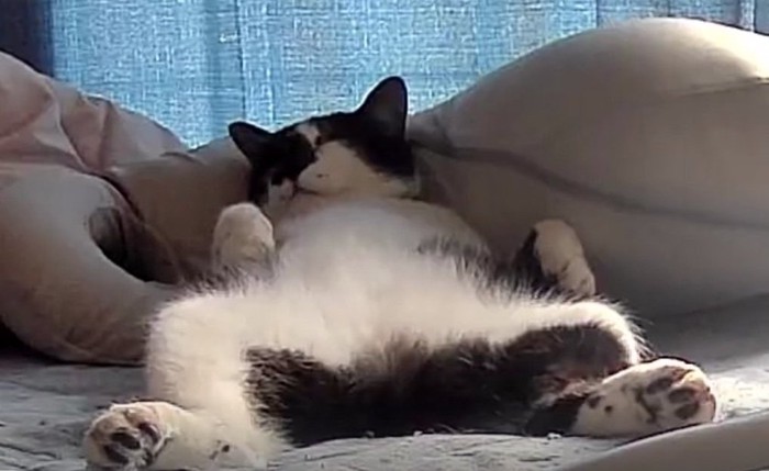 足を広げて眠る猫