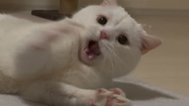 遊んでいる猫
